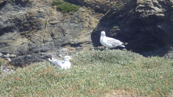 Слика од Larus argentatus argenteus Brehm, CL & Schilling 1822