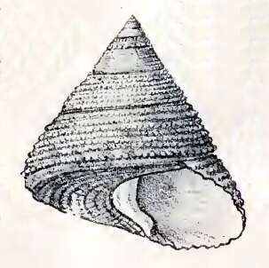 Image of Astele armillata (Wood 1828)