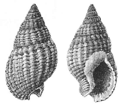 Image of netted dog whelk