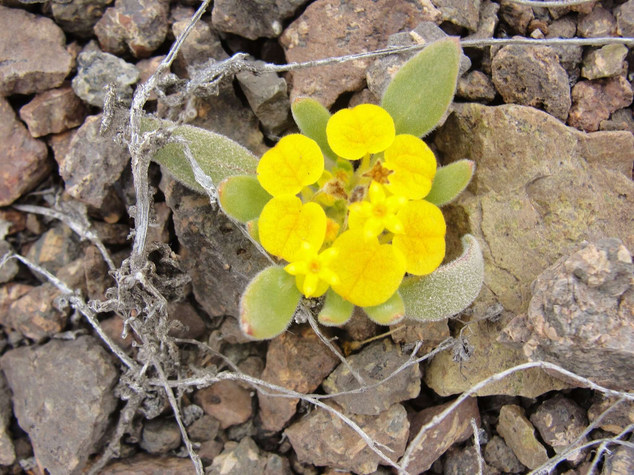 Image of Cruckshanksia pumila Clos