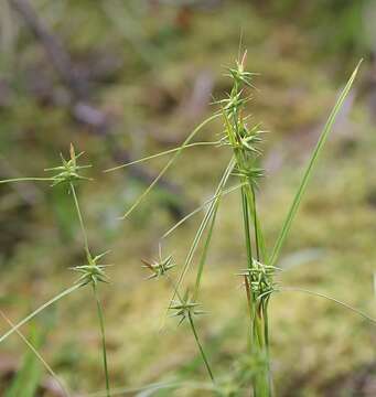 Image of Carex michauxiana subsp. asiatica Hultén