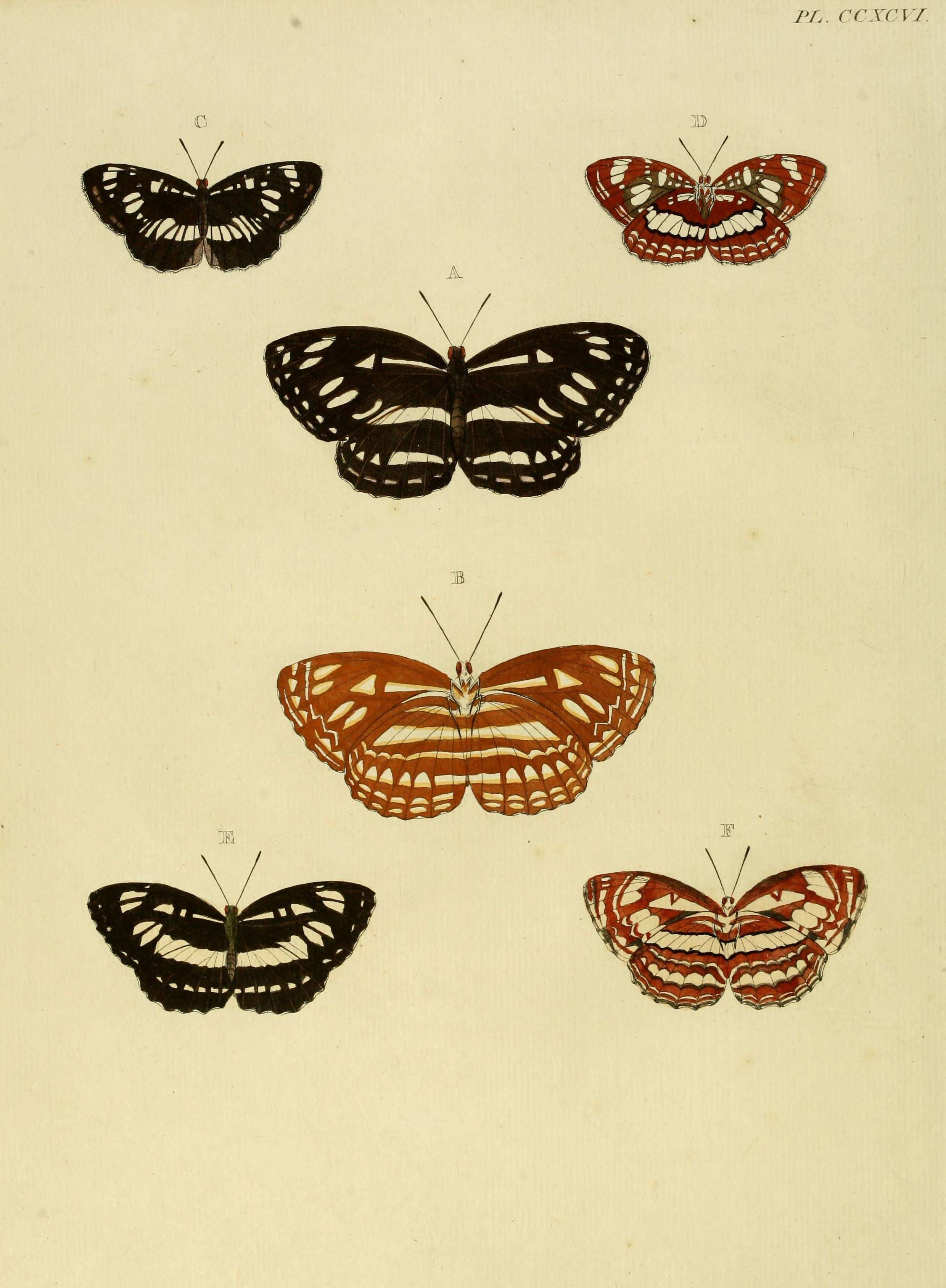 Слика од Phaedyma columella Cramer 1782