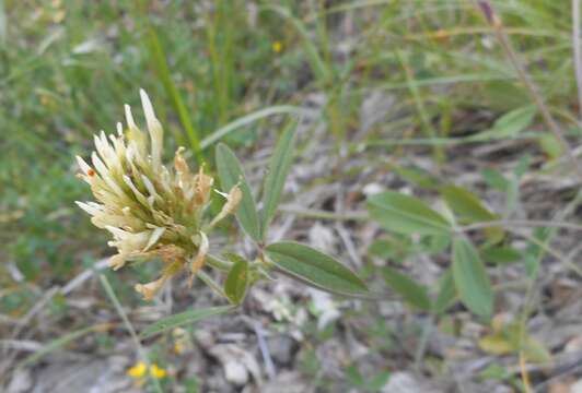 Sivun Trifolium ochroleucon var. ochroleucon kuva