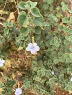 Imagem de Barleria heterotricha Lindau