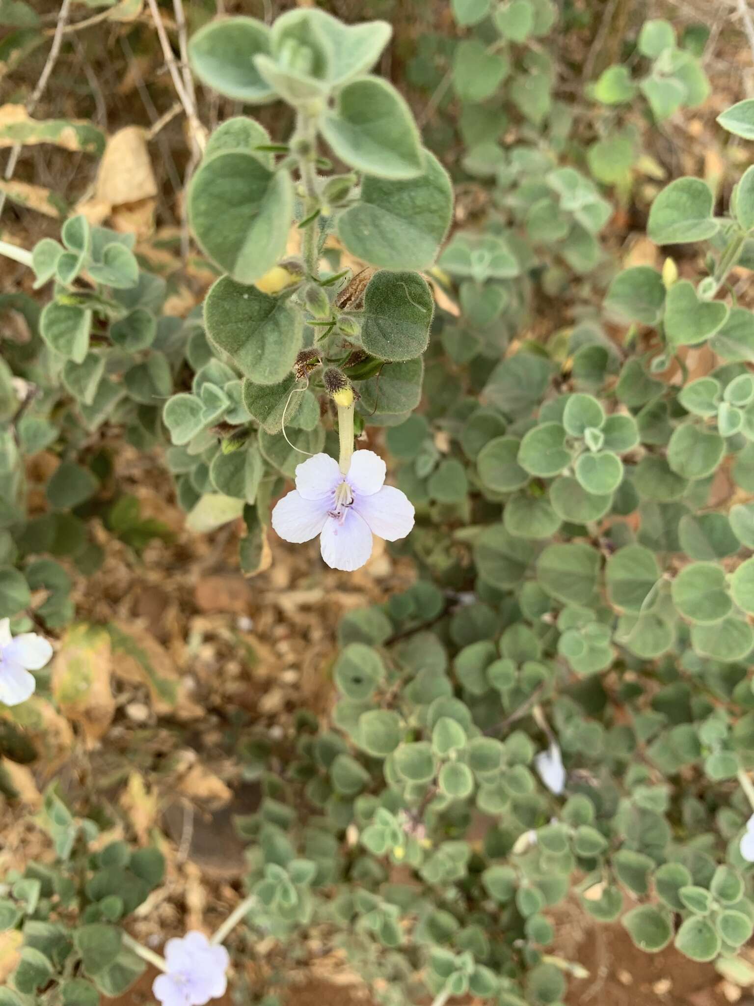 Image of Barleria heterotricha Lindau