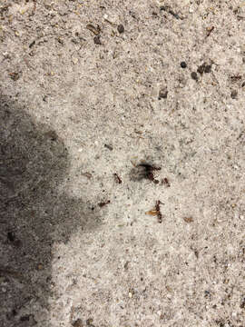 Image of Florida Harvester Ant