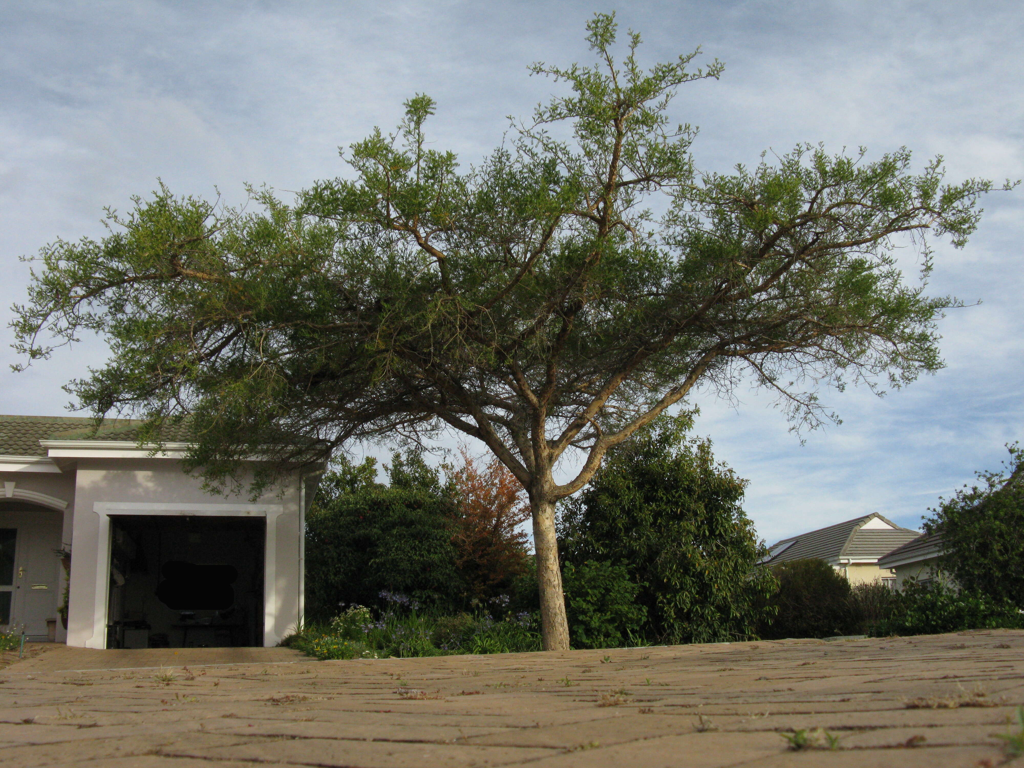 Image of Vachellia sieberiana (DC.) Kyal. & Boatwr.