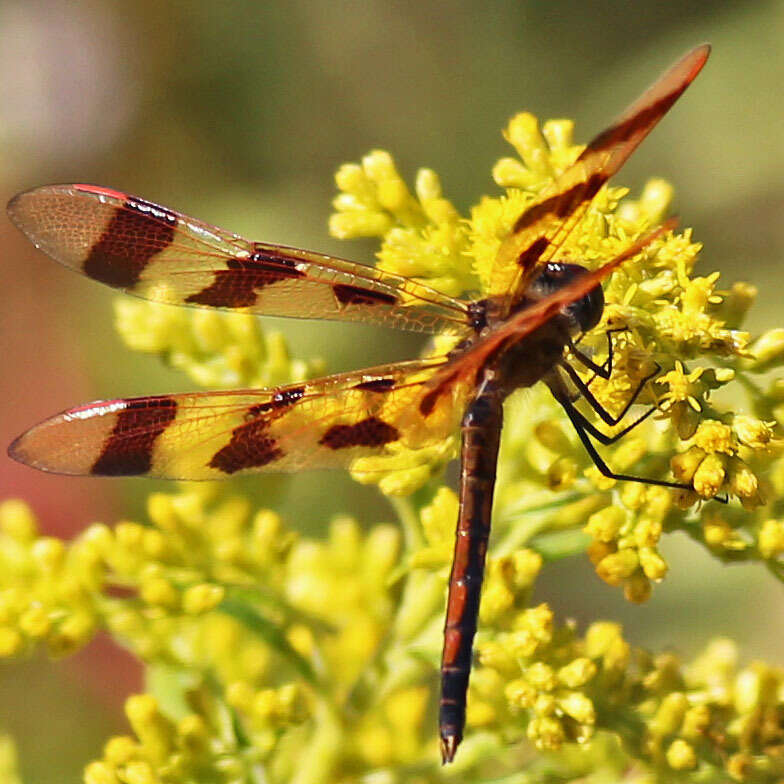 Celithemis eponina (Drury 1773) resmi