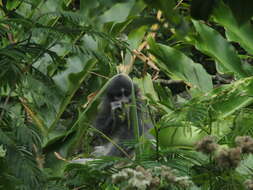 Image of Grizzled Leaf Monkey