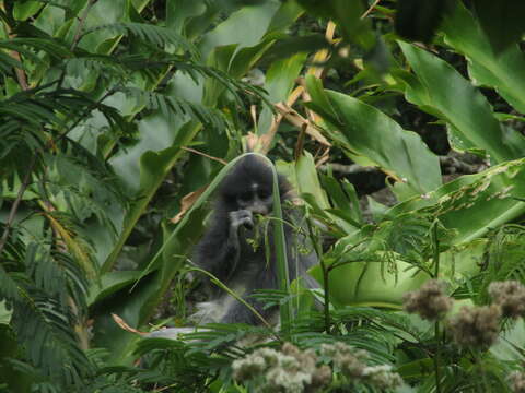 Image of Grizzled Leaf Monkey