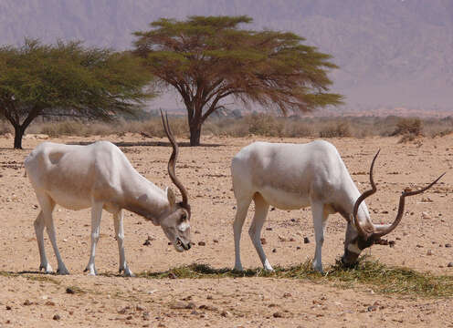 Image of Addax