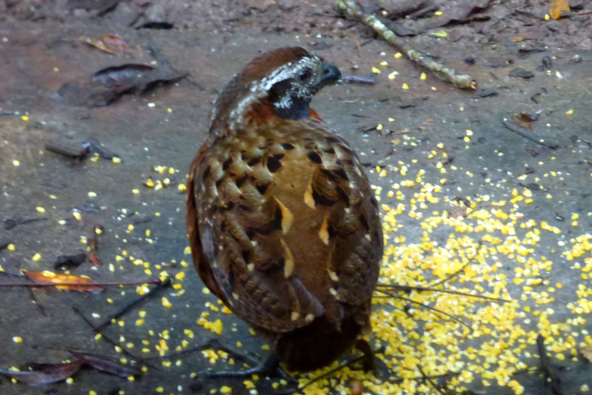 Image of Rufous-breasted Wood Quail