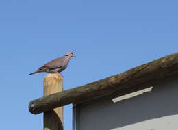 Image of Cape Turtle Dove