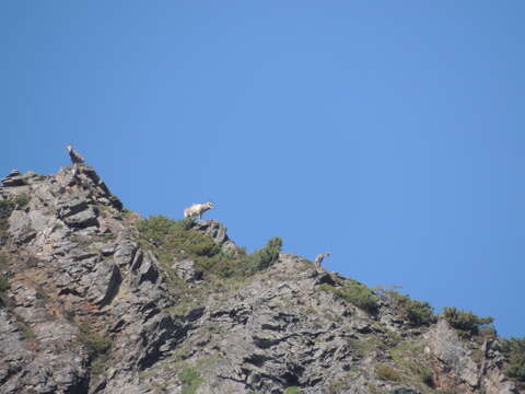 Image of Siberian Bighorn