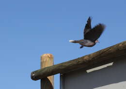 Image of Cape Turtle Dove