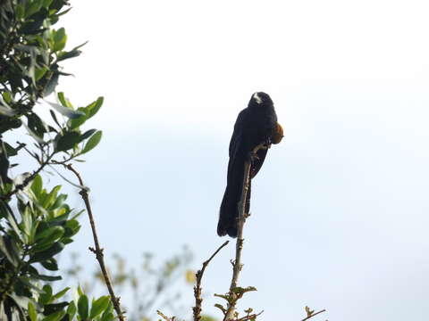 Imagem de Crotophaga Linnaeus 1758