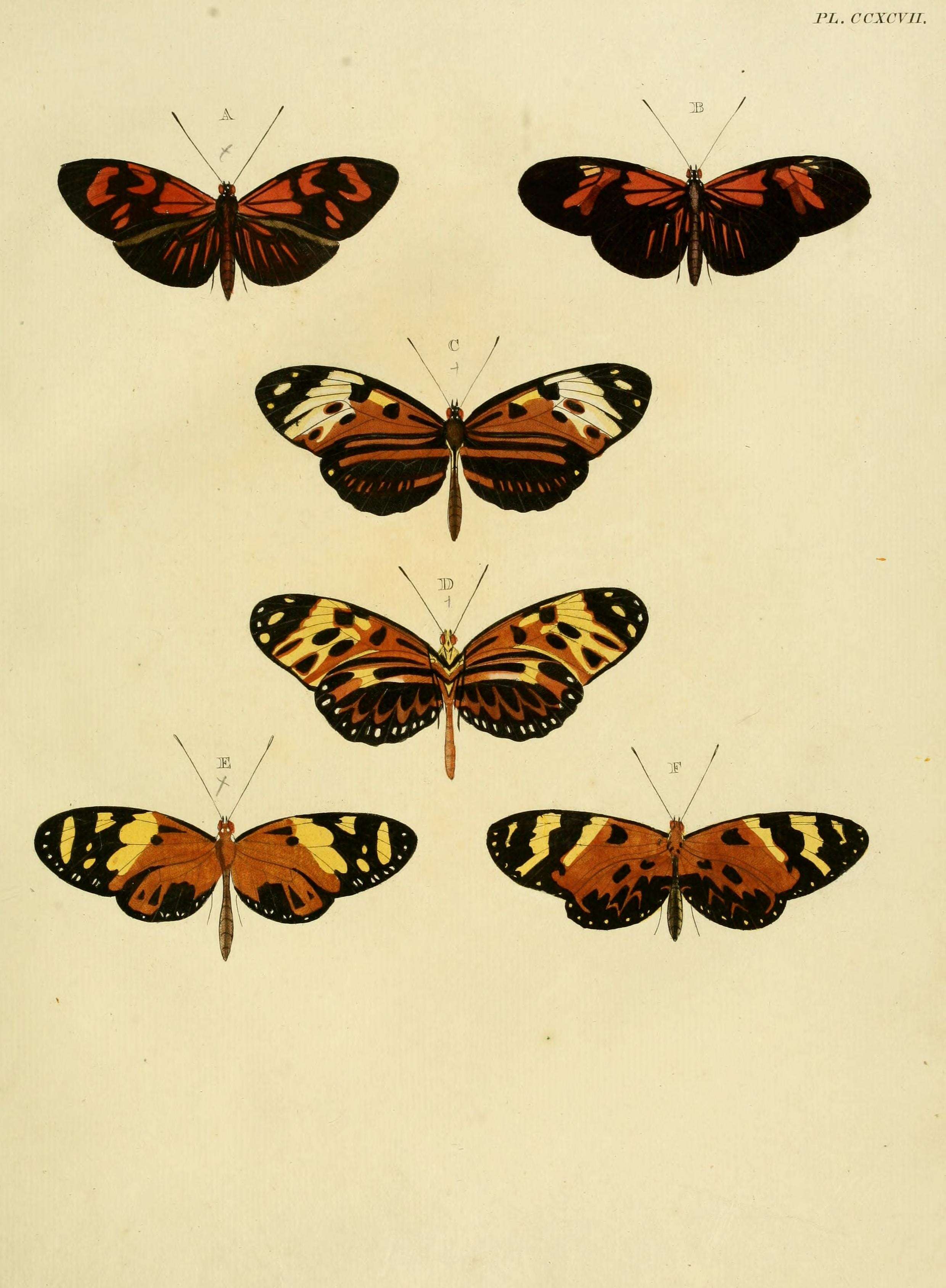 Image of Heliconius numata