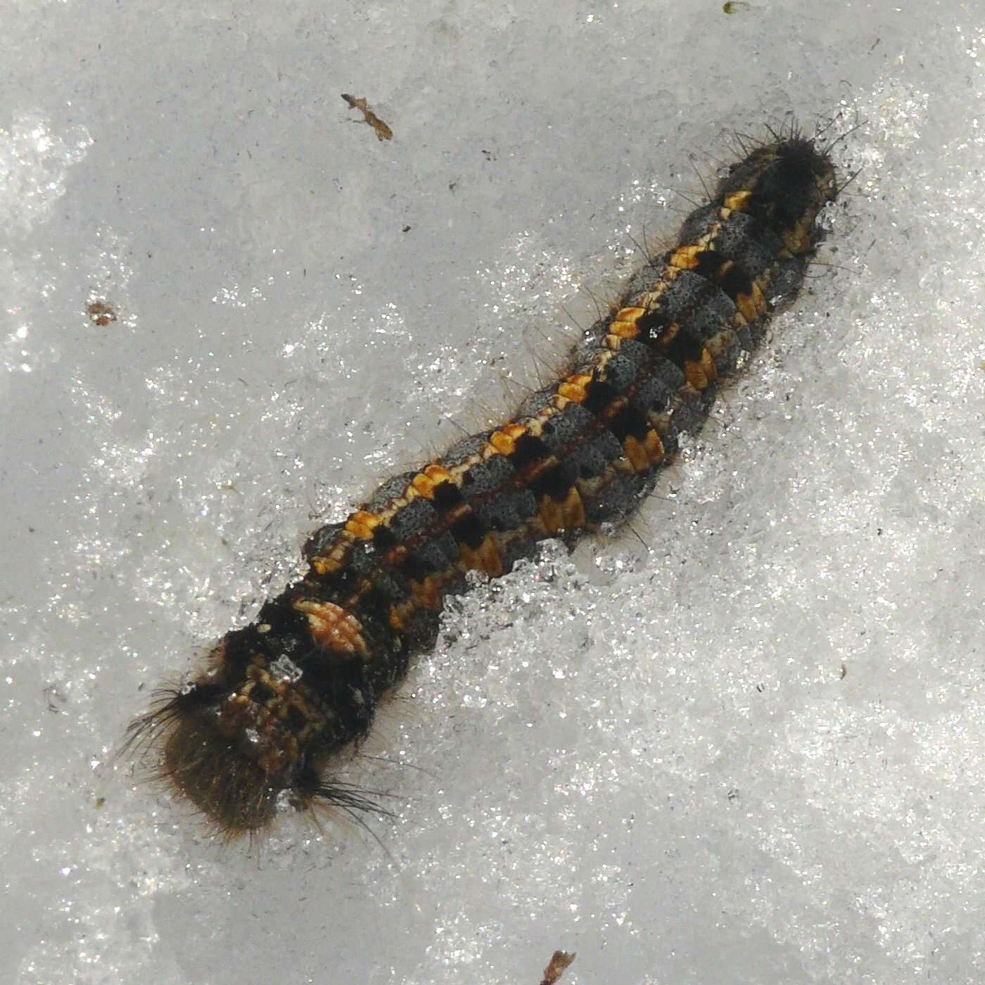 Слика од Euthrix potatoria Linnaeus 1758