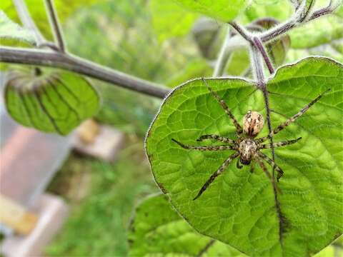 Image of Charcoal Spider