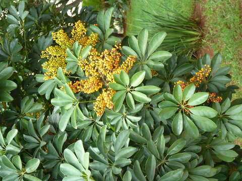 Image of Dwarf Umbrella Tree