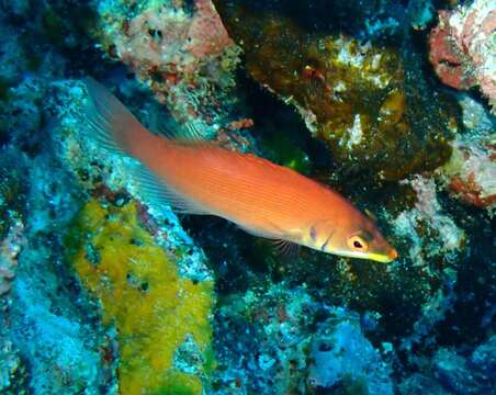 Image of Disappearing wrasse