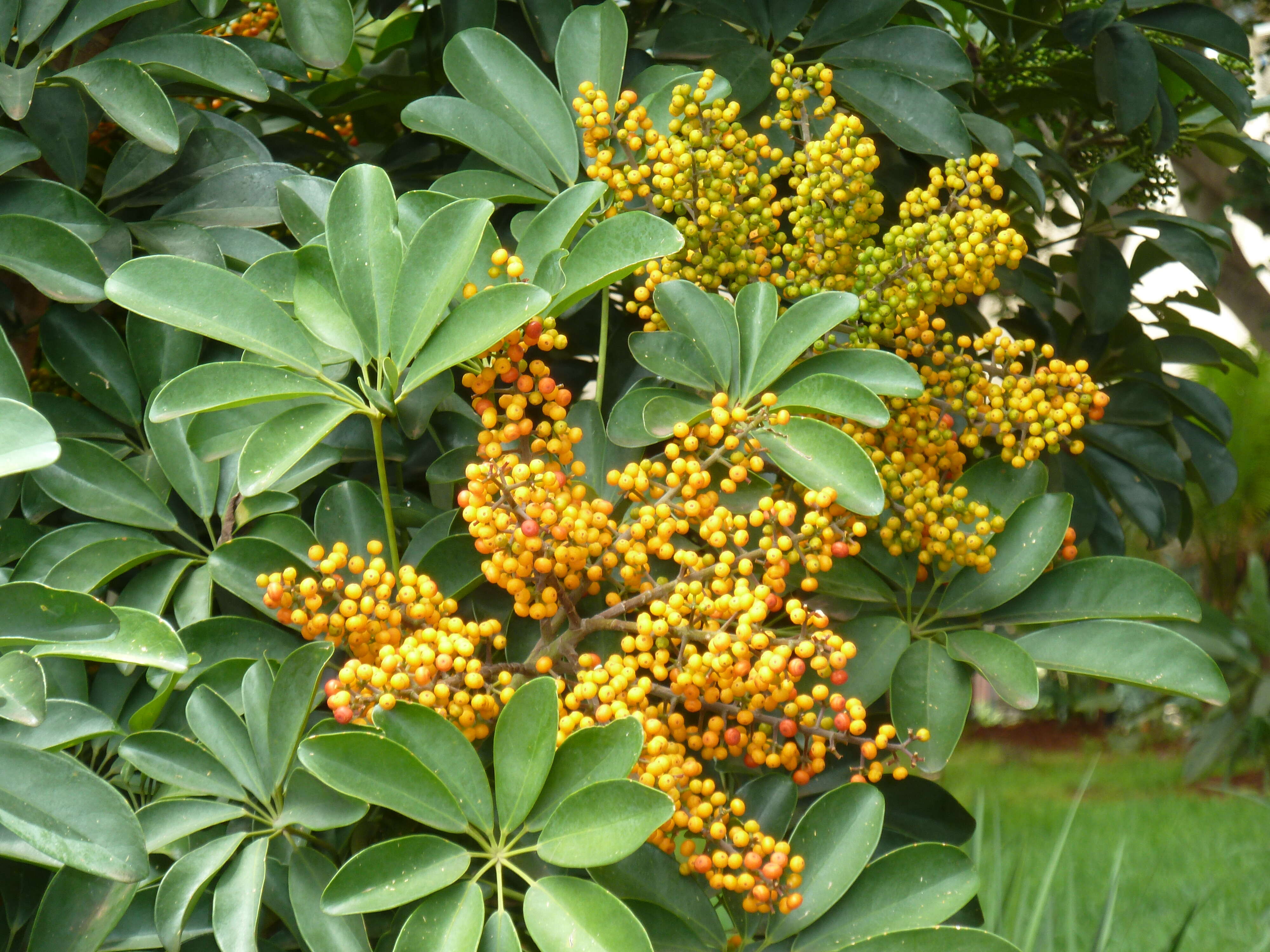 Image of Dwarf Umbrella Tree