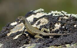 Image of Elongate Tree Iguana