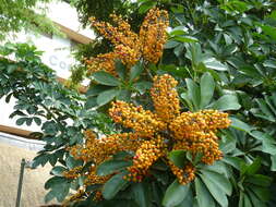 Image of Dwarf Umbrella Tree