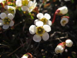 Image of diapensia