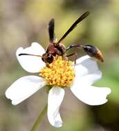 Image of Potter wasp