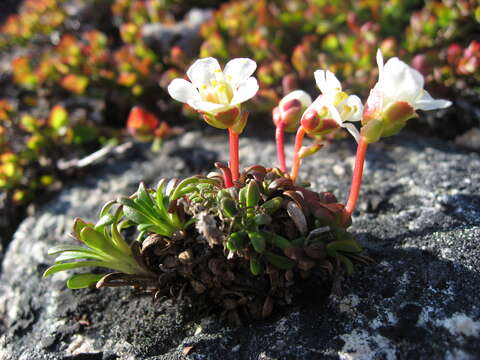 Image of diapensia