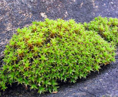 Image of great hairy screw-moss