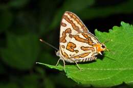 Слика од Cigaritis vulcanus