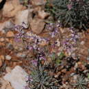 Plancia ëd Matthiola fruticulosa subsp. fruticulosa