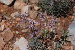 Plancia ëd Matthiola fruticulosa subsp. fruticulosa