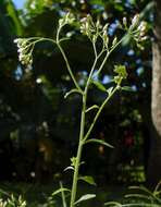Image of ironweed