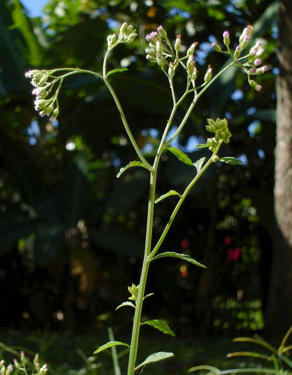 Image of ironweed
