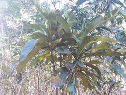 Image of Ixora margaretae (N. Hallé) Mouly & B. Bremer