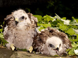 Image of Common Buzzard