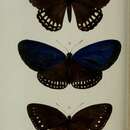 Image of Papilio mahadeva Moore 1878