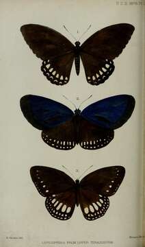 Papilio mahadeva Moore 1878 resmi