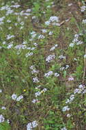 Imagem de Valerianella longiflora (Torr. & Gray) Walp.