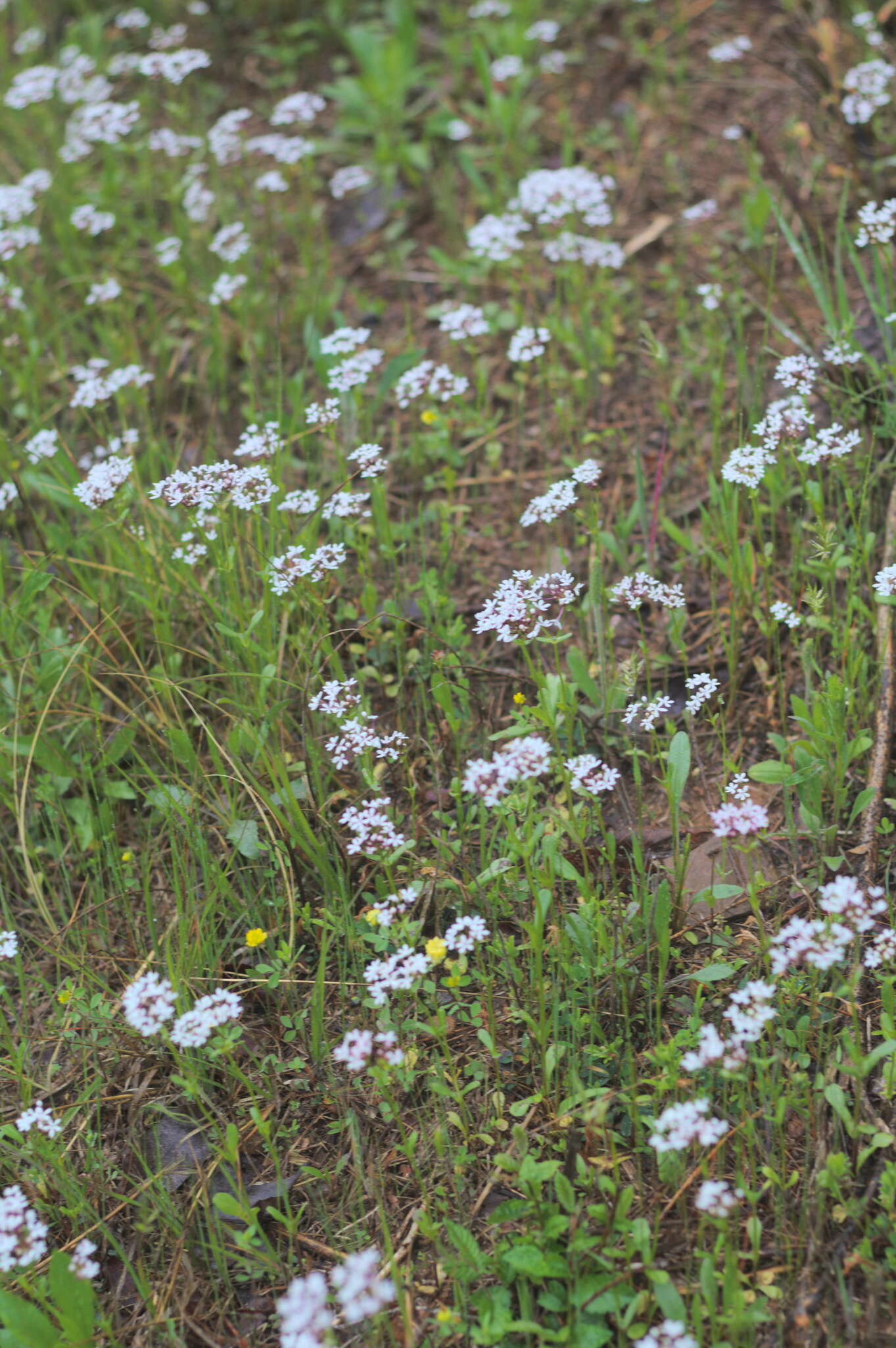 Imagem de Valerianella longiflora (Torr. & Gray) Walp.