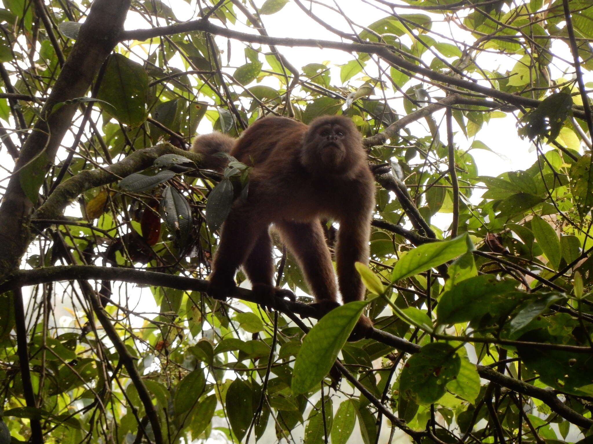 Image of Ecuadorian capuchin