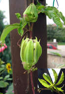 Image of Blue Passion Flower