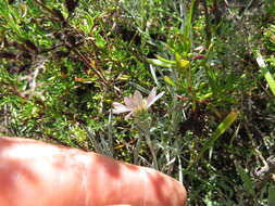 Image of Corethrogyne filaginifolia var. linifolia H. M. Hall