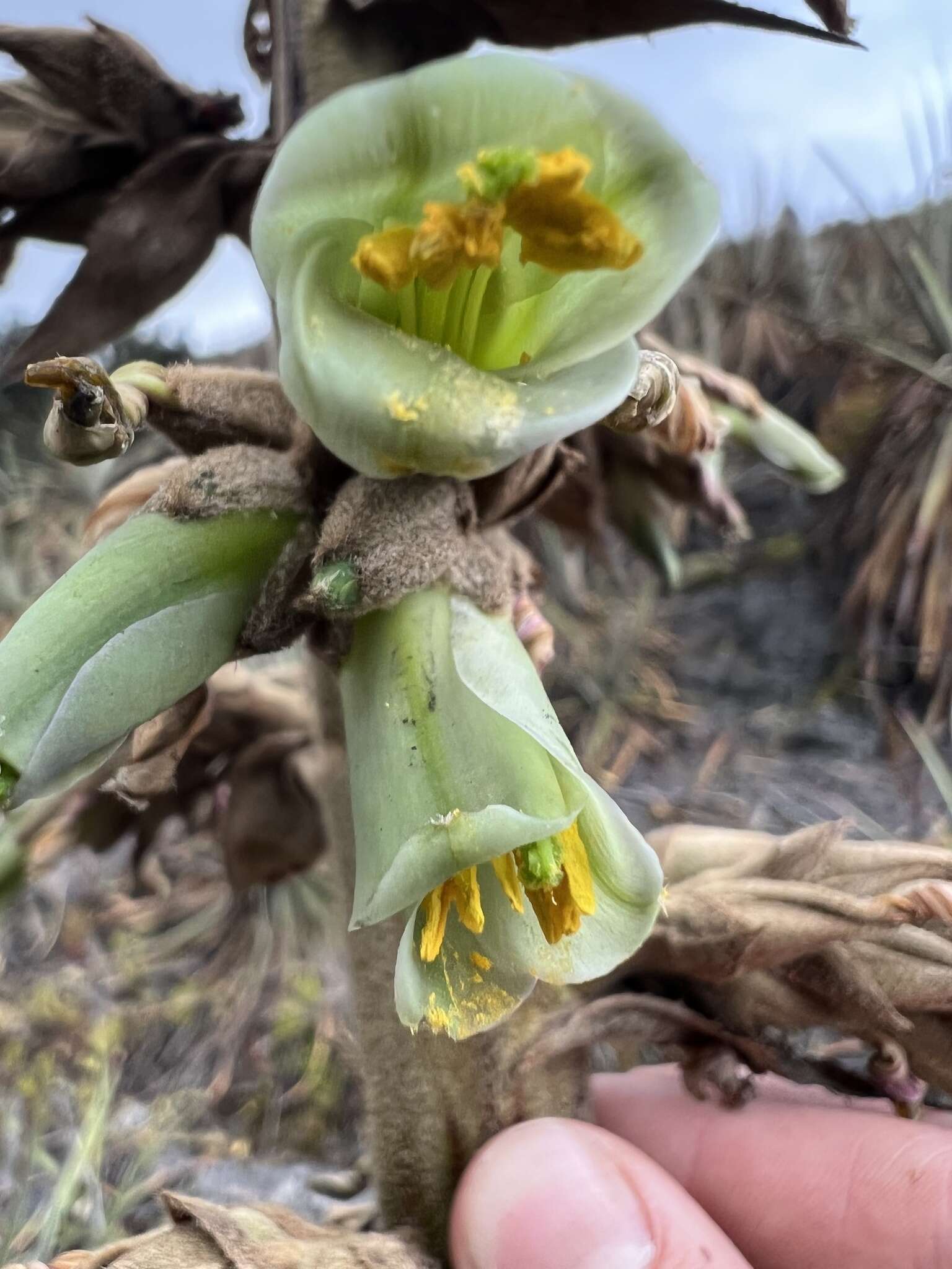 Imagem de Puya bicolor Mez