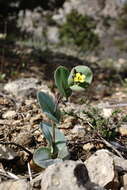 Image of Conringia clavata Boiss.