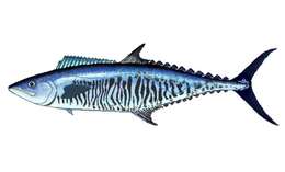 Image of Narrow-barred Spanish Mackerel