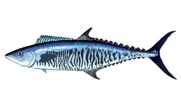 Image of Narrow-barred Spanish Mackerel